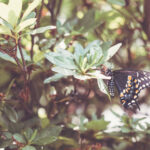 F1直播室:极速狂飙,尽享激情赛事盛宴 8hpnuj1