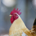 F1美国大奖赛全程直播:排位赛与正赛精彩对决不容错过 d38sa7