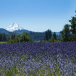 2025年全年开奖结果完整记录与数据汇总 dge1geqv