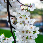 2025年全年开奖日期详细安排表 h8nt5euxw