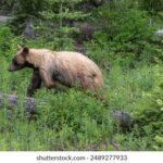 F1赛事全程高清直播录像精彩回放 wr90m